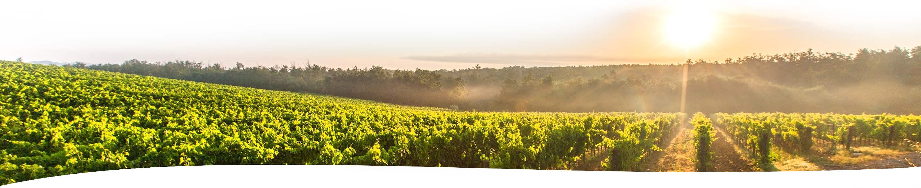 Welcome to St. Paul’s Villa: Under the Tuscan Sun A Virtual Open House Event